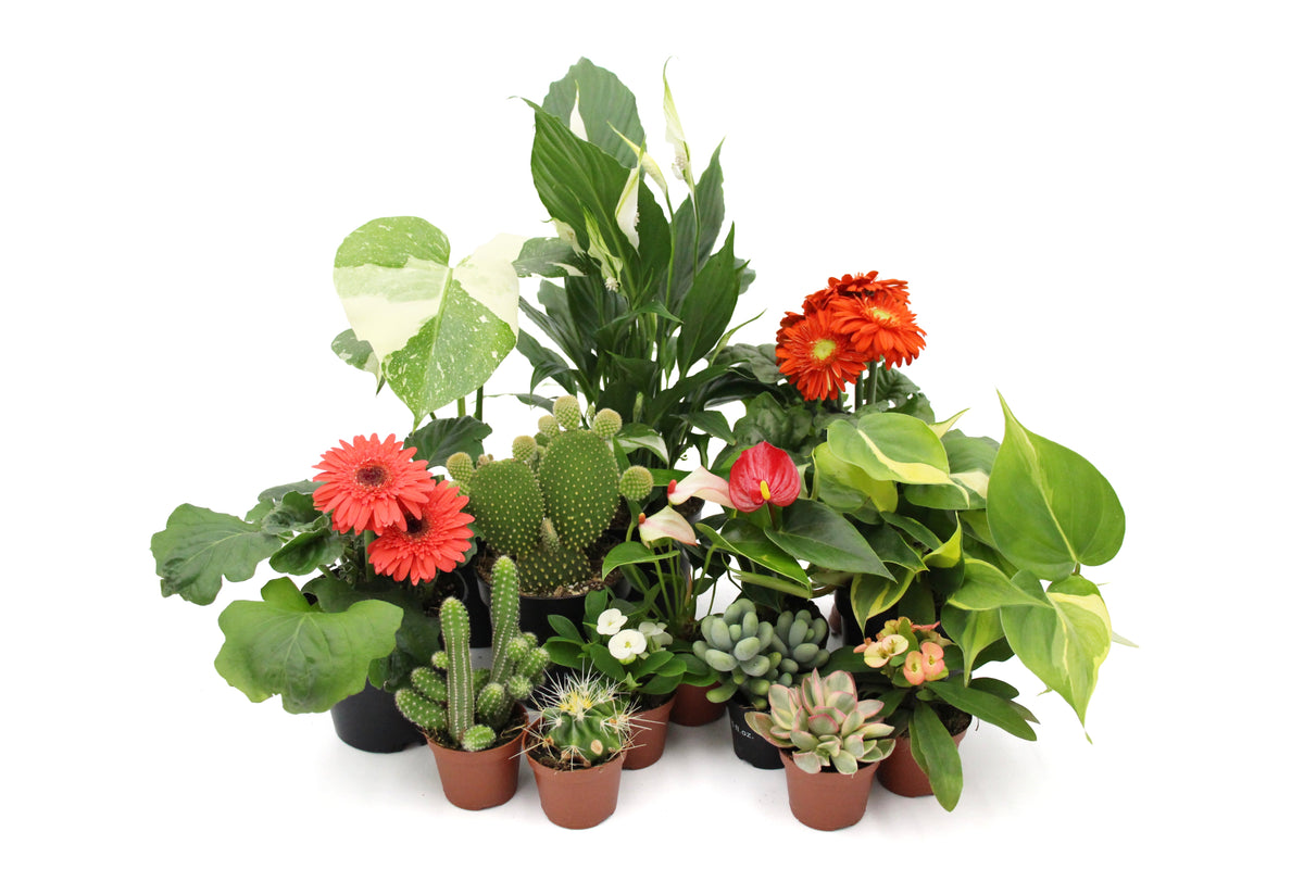 Plants