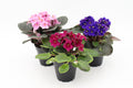 African Violet