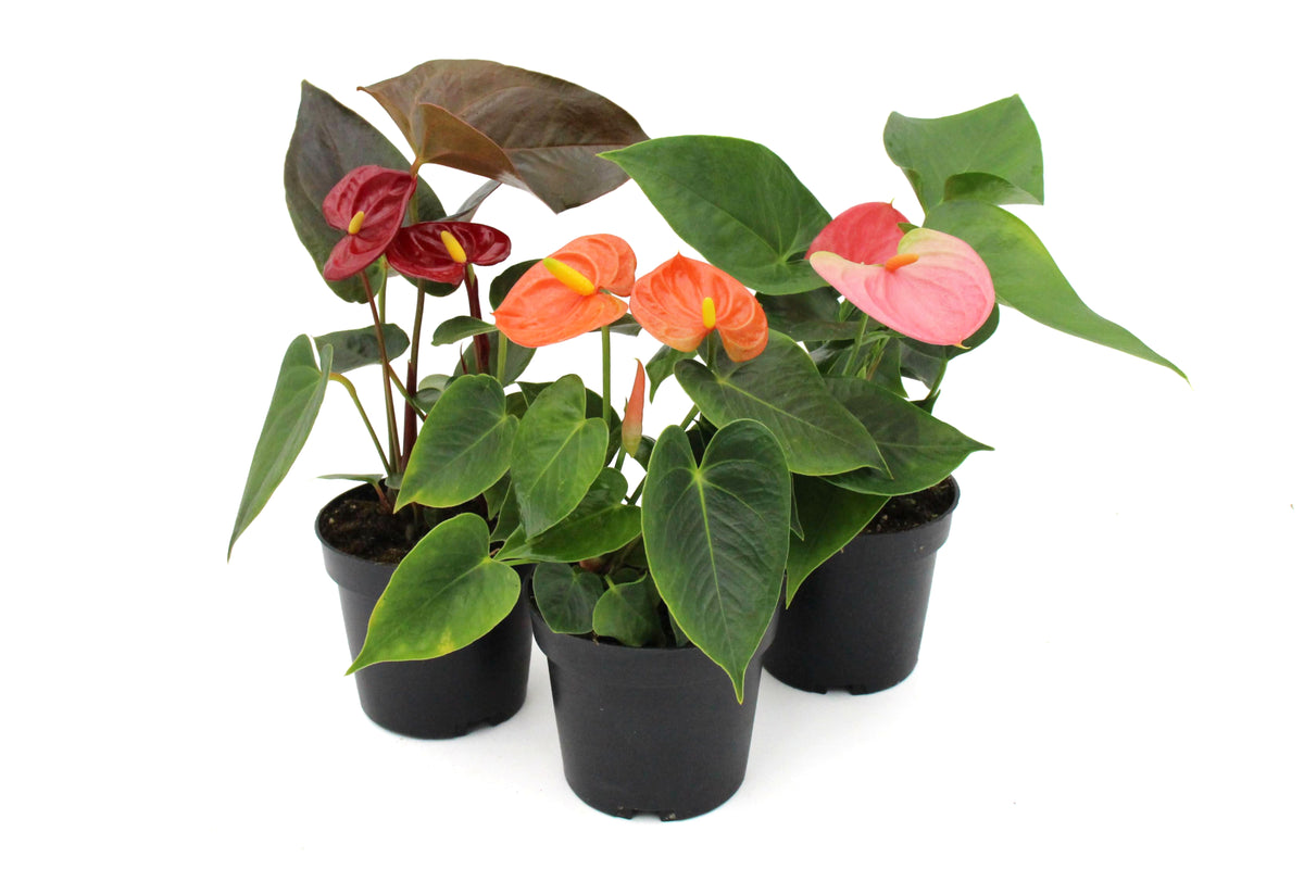 Anthurium