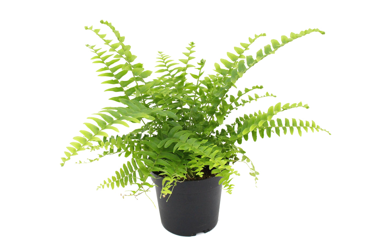 Boston Fern