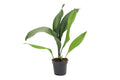 Cast Iron Plant