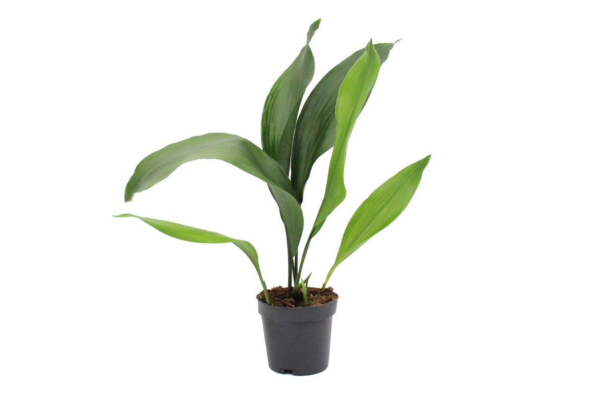 Cast Iron Plant