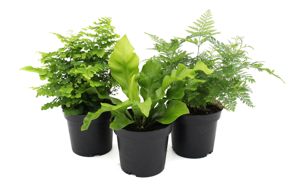 Fern Assorted