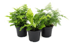 Fern Assorted