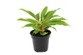 Fire Flash Plant