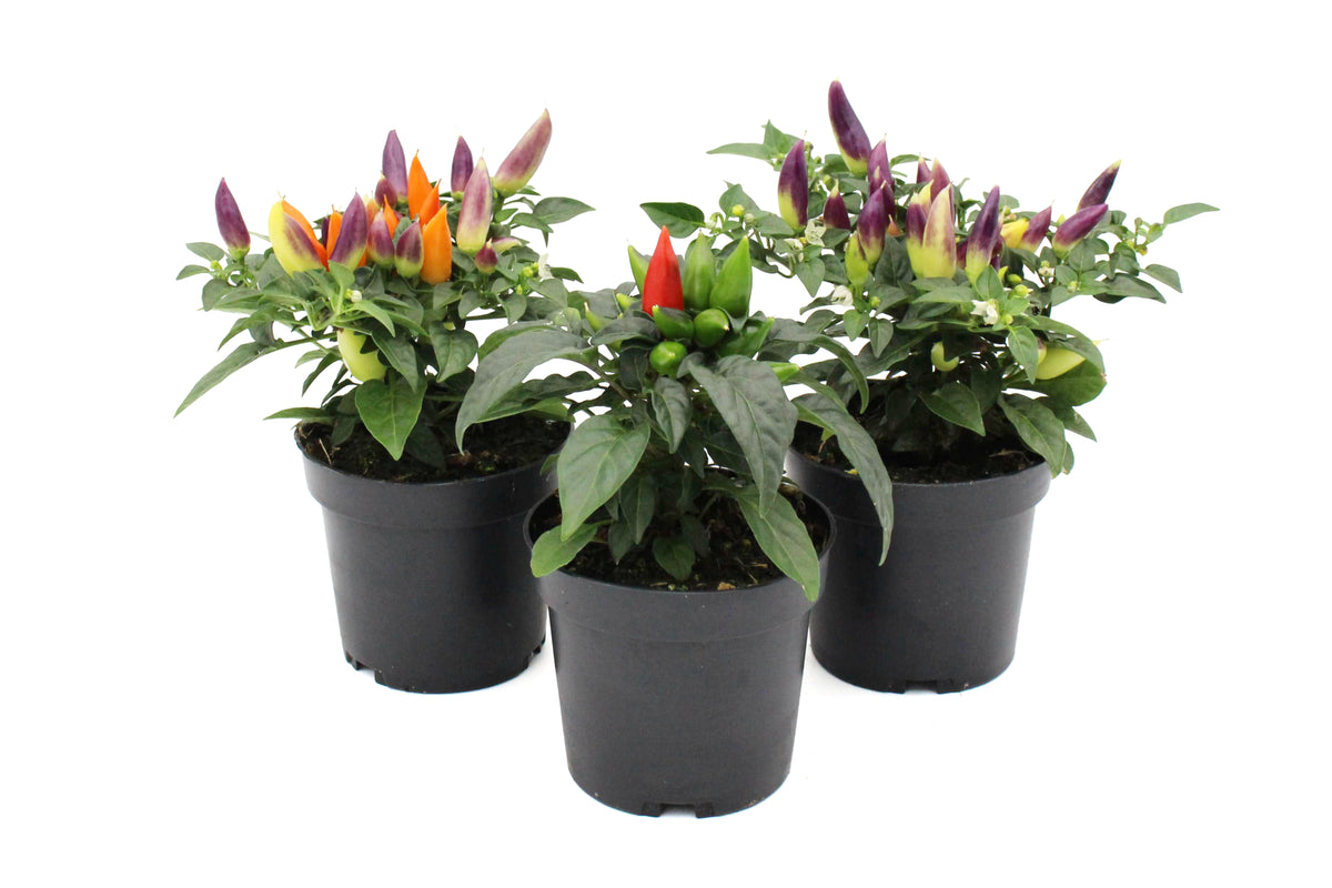 Ornamental Peppers