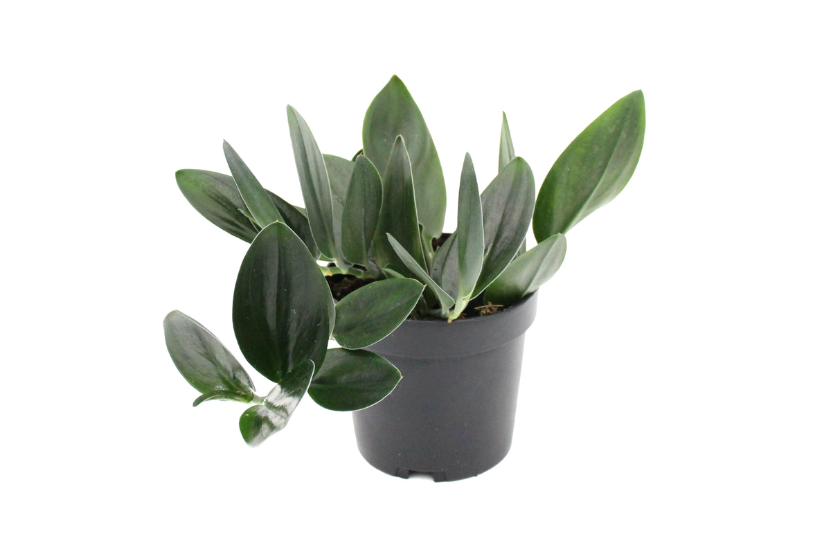 Scindapsus Nearly Black