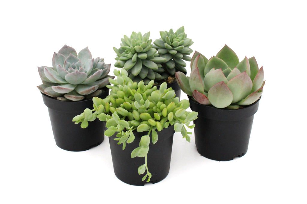 Succulents