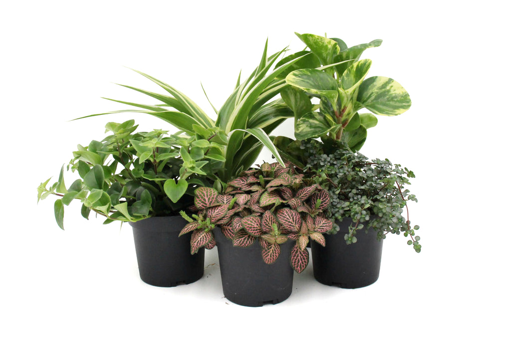 Tropicals