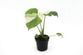 Monstera Thai Constellation
