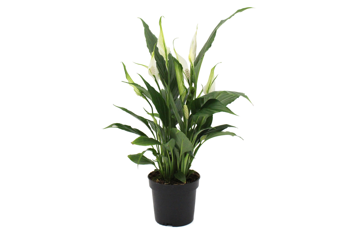 Peace Lily