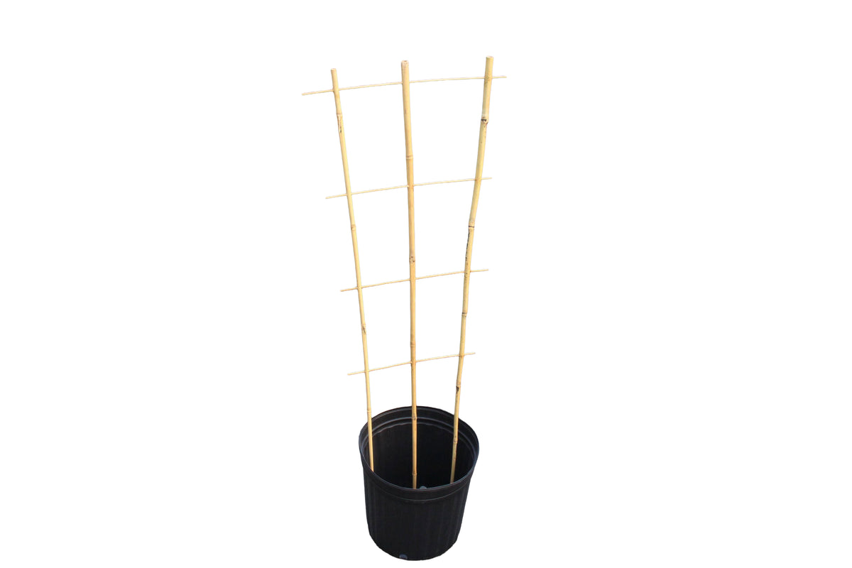 Bamboo Trellis