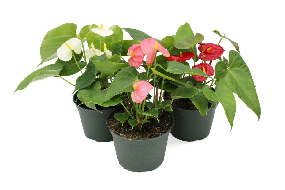 Anthurium