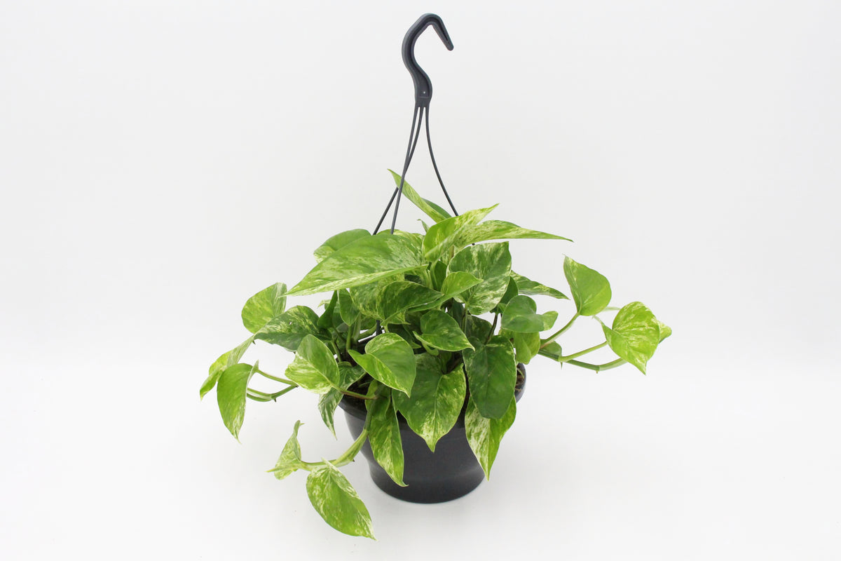 Pothos Marble Queen