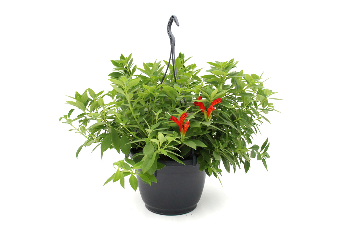 Lipstick Plant Anteres