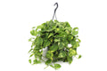 Pothos Golden