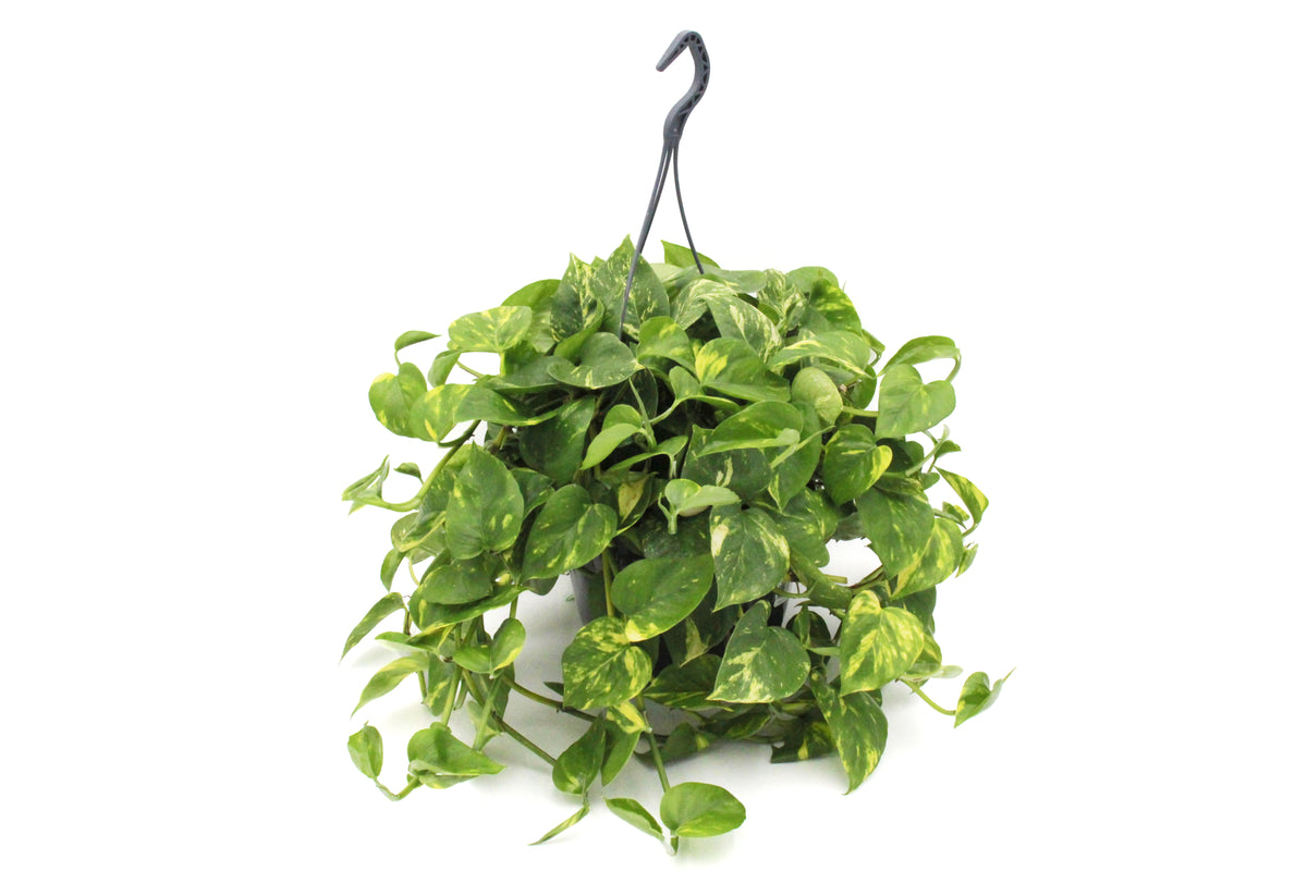 Pothos Golden
