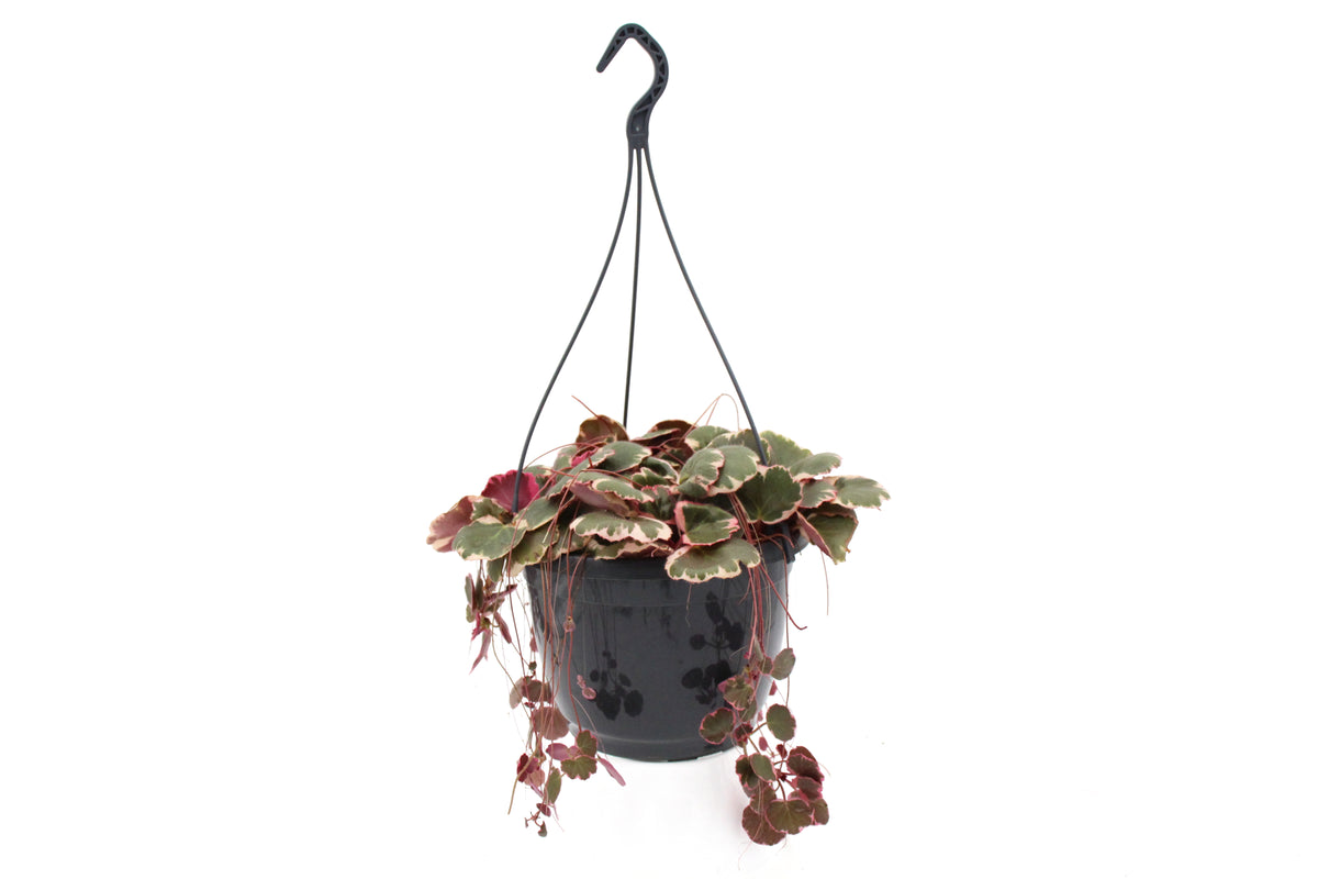 Strawberry Begonia Tricolor