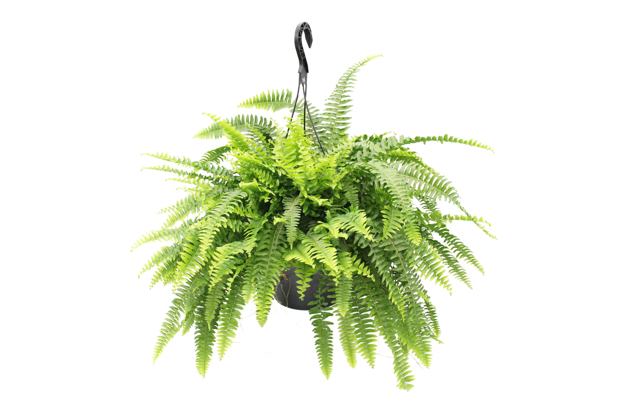 Boston Fern