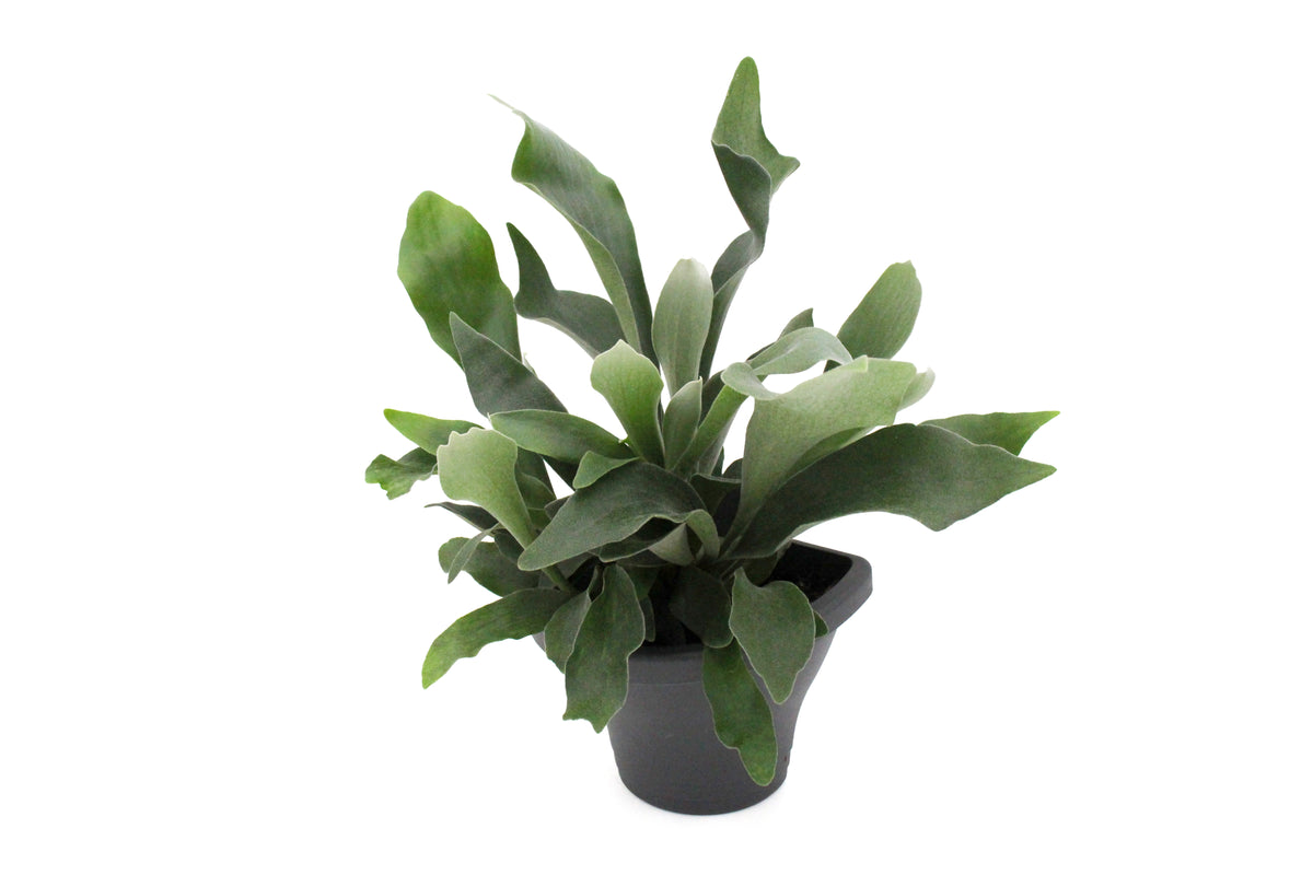 Staghorn Fern Wall Basket