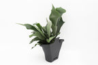 Staghorn Fern Wall Basket