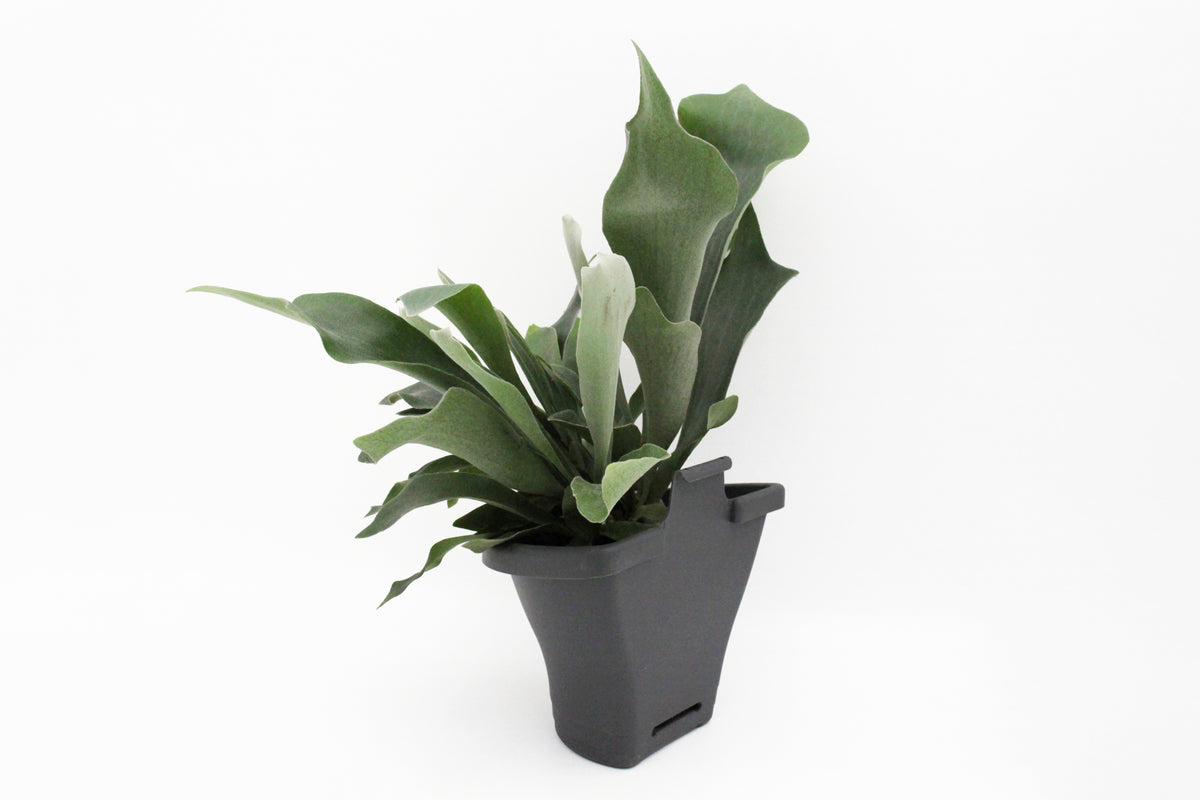 Staghorn Fern Wall Basket