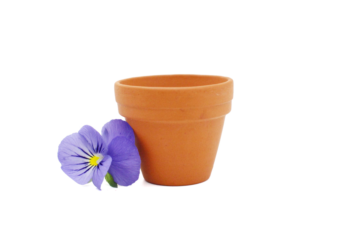 Terracotta Pot