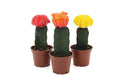 Grafted Cactus
