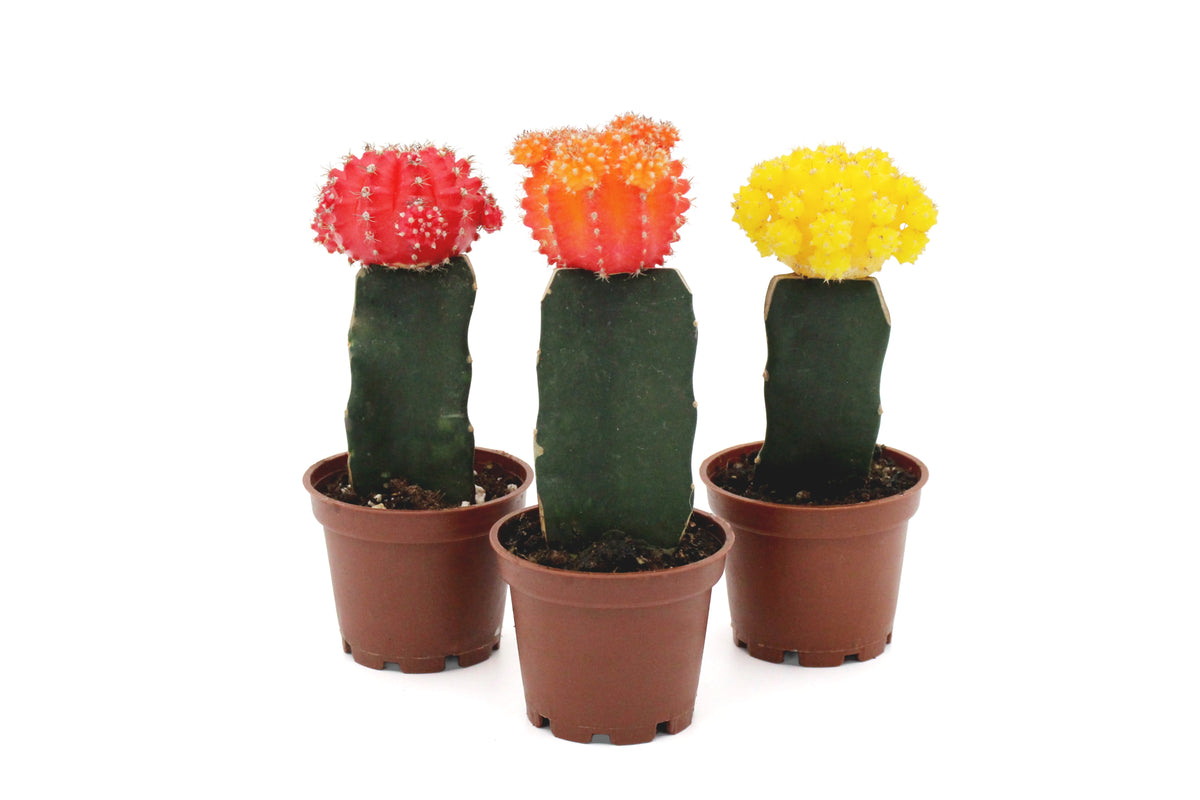 Grafted Cactus