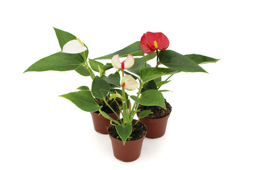 Anthurium