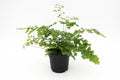 Fern Assorted