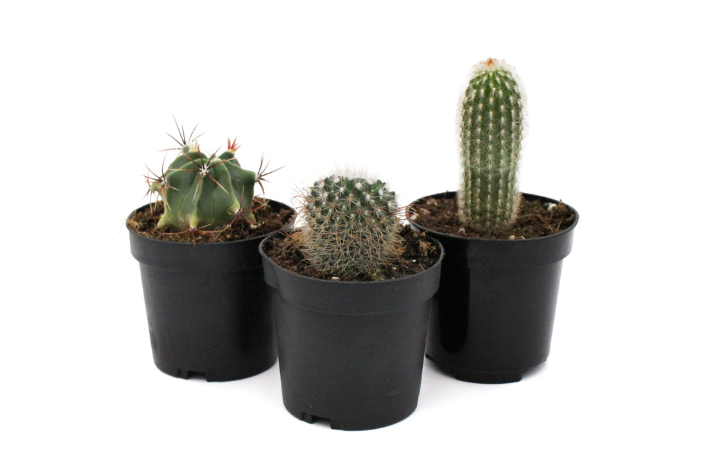 Cactus Assorted