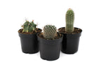 Cactus Assorted