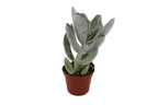 Succulents