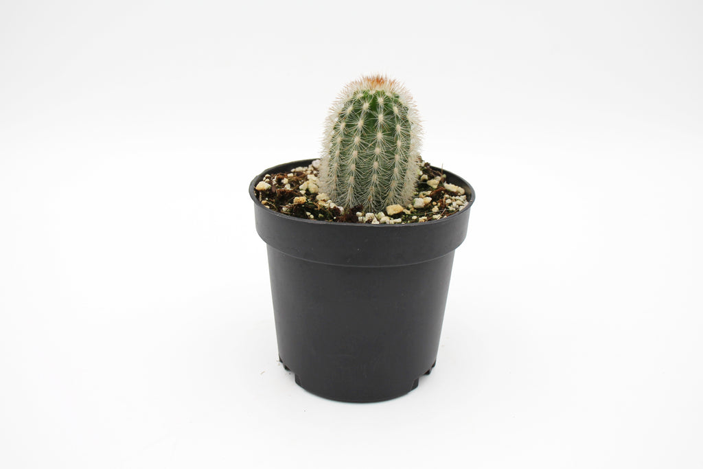 Cactus Assorted