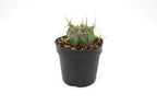 Cactus Assorted