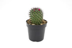 Cactus Assorted
