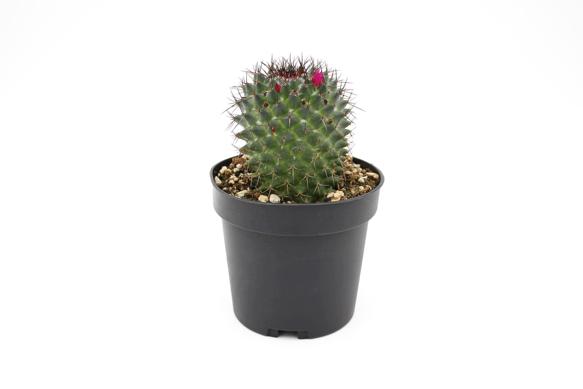 Cactus Assorted
