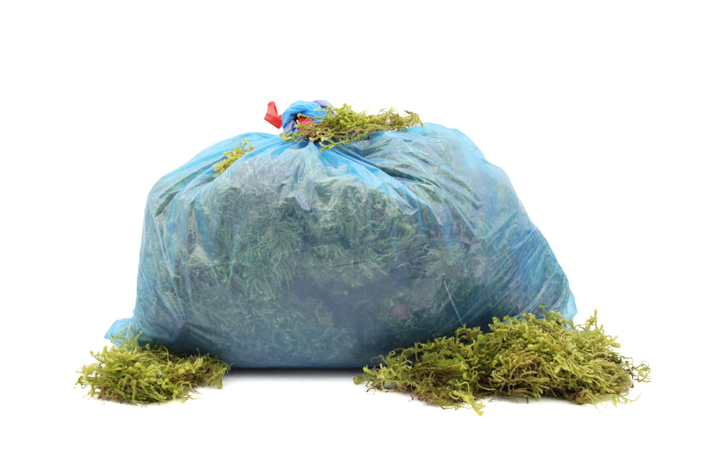 Moss Bag