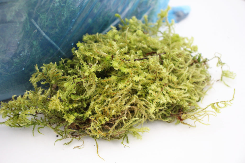 Moss Bag