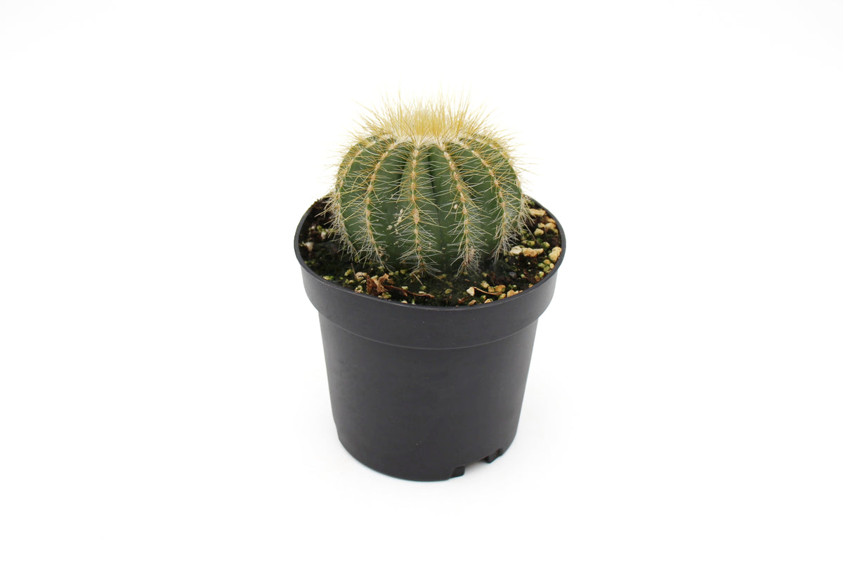 Cactus Assorted