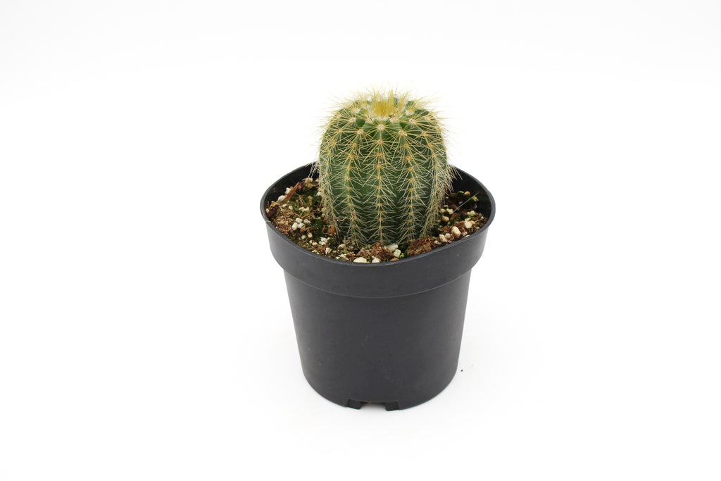 Cactus Assorted