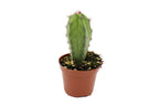 Cactus Assorted