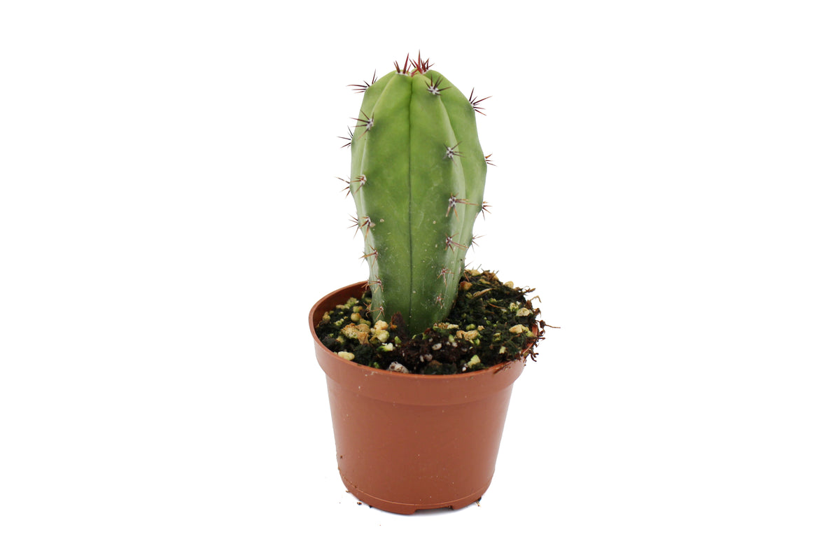 Cactus Assorted