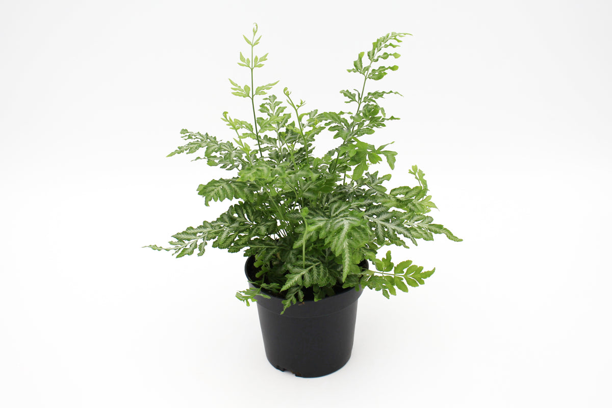 Fern Assorted