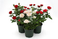 Rose Mini